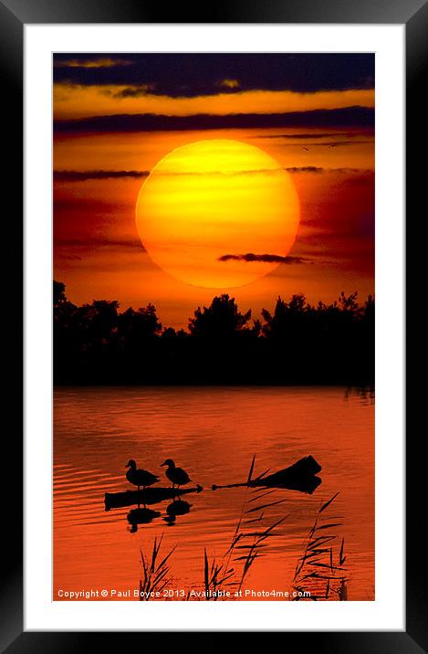 Sunset Ducks Framed Mounted Print by Paul Boyce