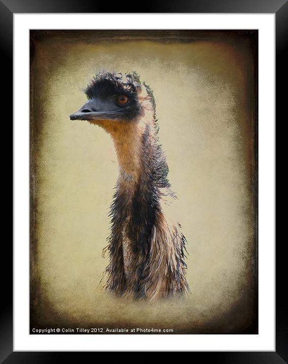 Emu Framed Mounted Print by Colin Tilley