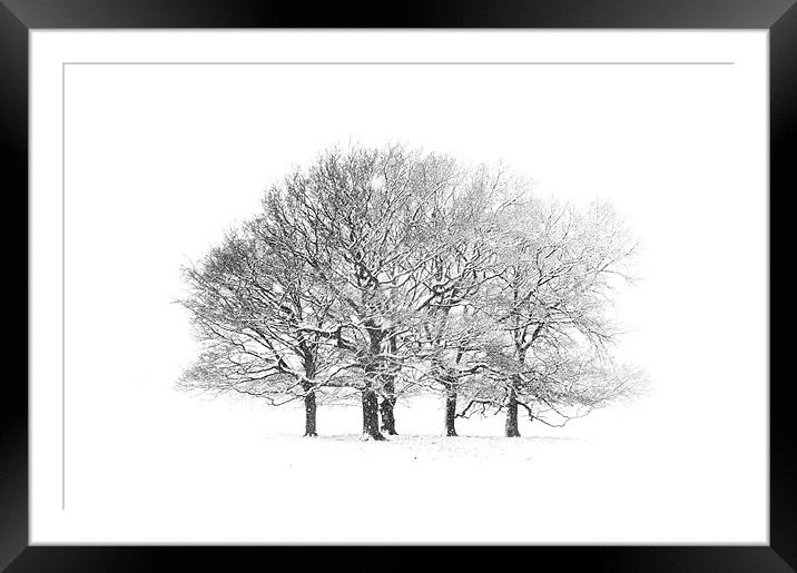 Tree Scape Framed Mounted Print by Colin Tilley
