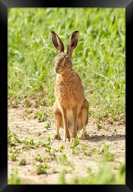 Brown Hare Framed Print by George Cox