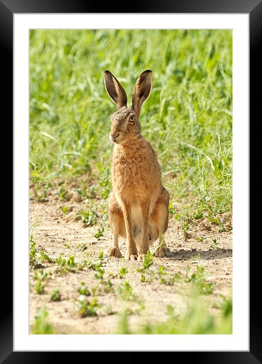 Brown Hare Framed Mounted Print by George Cox