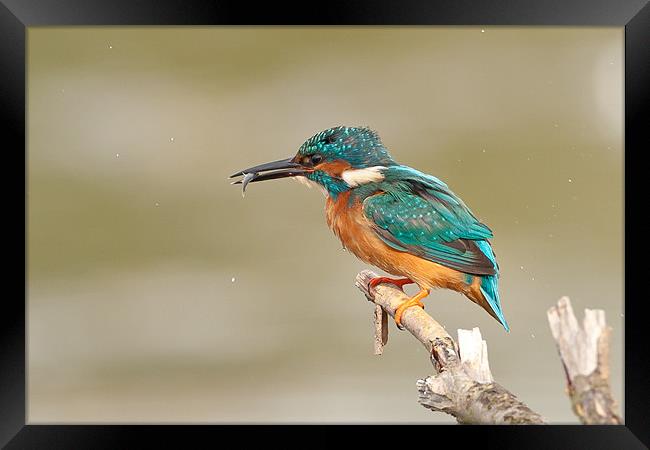 Kingfisher Framed Print by George Cox