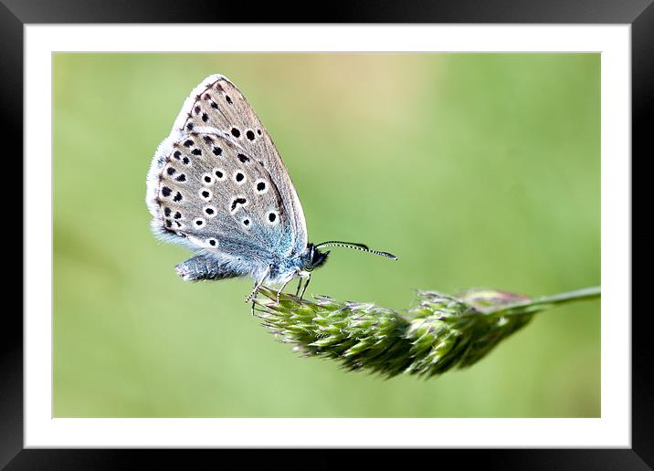 Large Blue butterfly Framed Mounted Print by George Cox