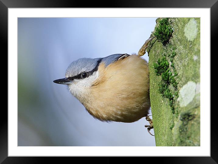Classic Nuthatch Pose Framed Mounted Print by George Cox