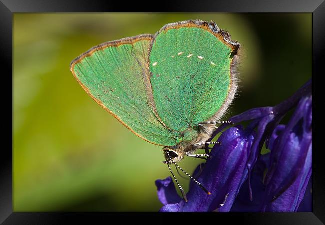 Green Hairstreak butterfly Framed Print by George Cox