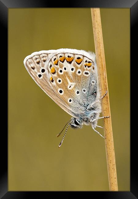 Common Blue butterfly roosting Framed Print by George Cox