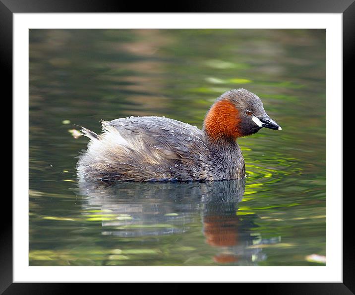 Little Grebe Framed Mounted Print by George Cox