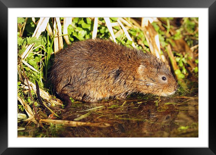 Water Vole in the Sun Framed Mounted Print by George Cox