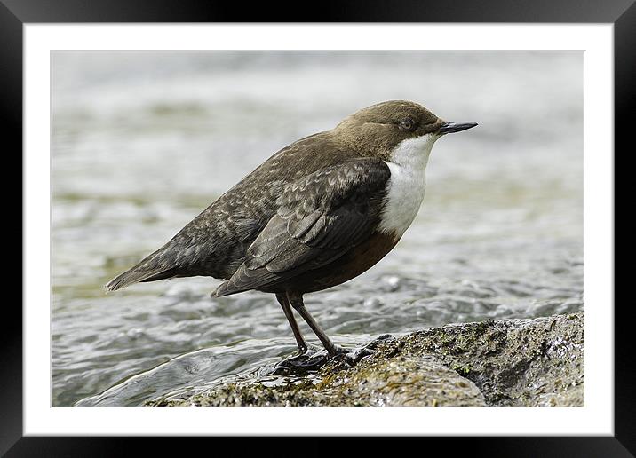 Dipper in Milldale Framed Mounted Print by George Cox