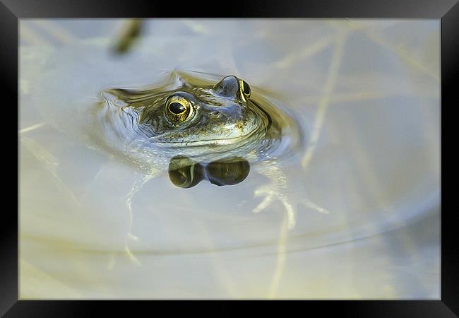 Common Frog Framed Print by George Cox