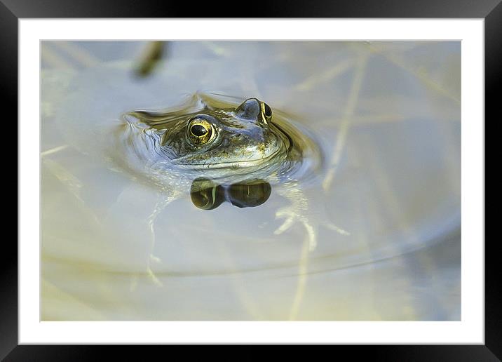 Common Frog Framed Mounted Print by George Cox