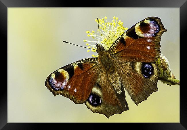 Peacock butterfly on a catkin Framed Print by George Cox