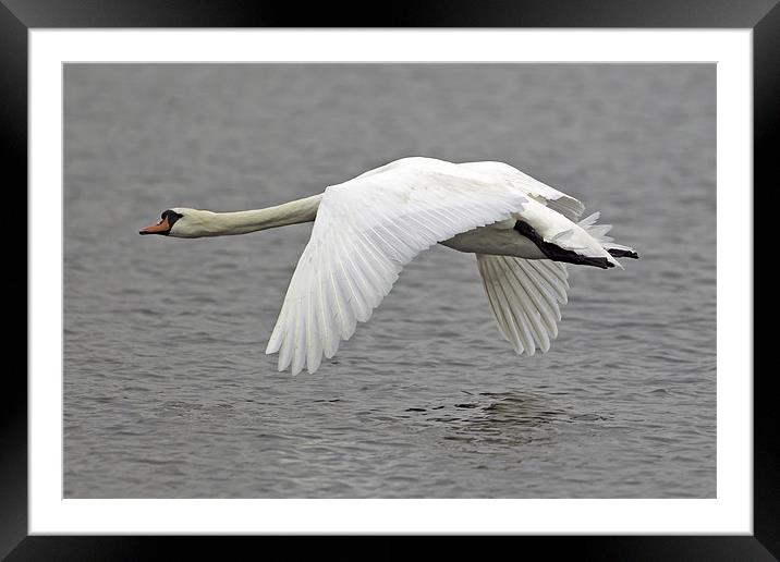 Swan in Flight Framed Mounted Print by George Cox
