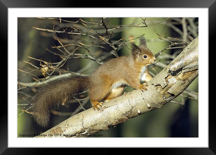 Red Squirrel in Keilder Forest Framed Mounted Print by George Cox