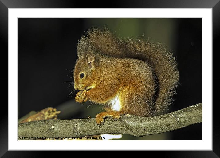 Red Squirrel Framed Mounted Print by George Cox