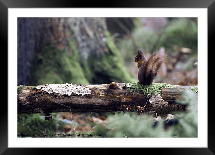 Red Squirrel in the Forest Framed Mounted Print by George Cox