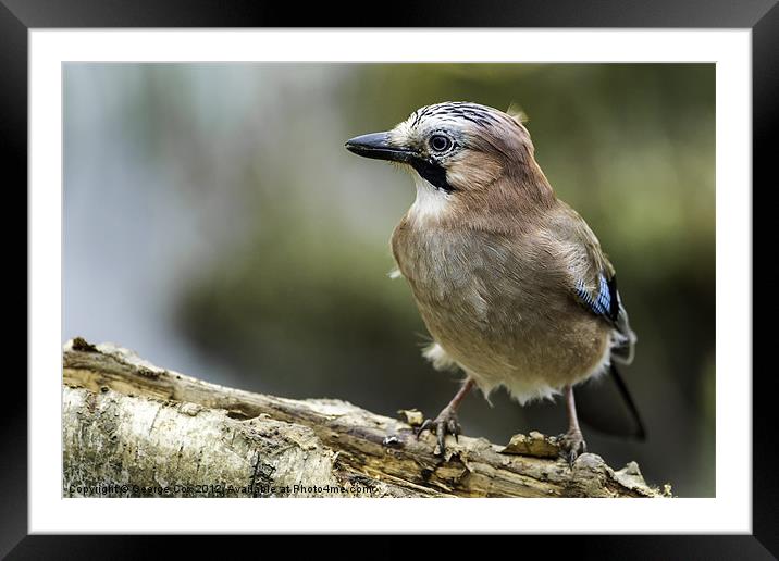 Jay at Potteric Carr Framed Mounted Print by George Cox