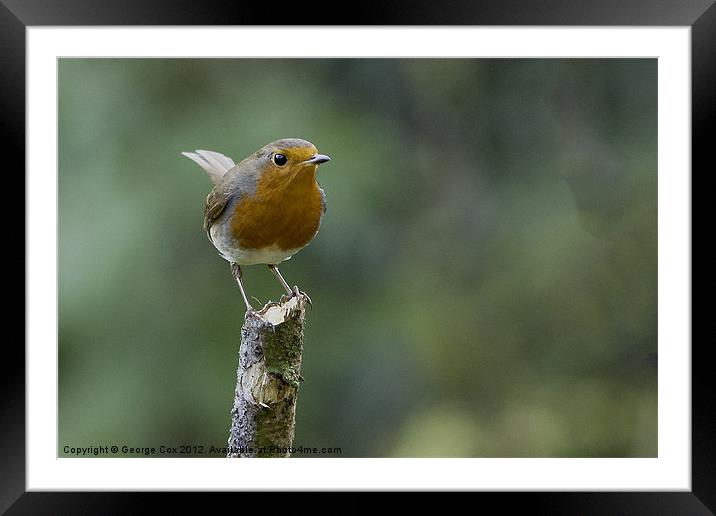 Robin on a stump Framed Mounted Print by George Cox