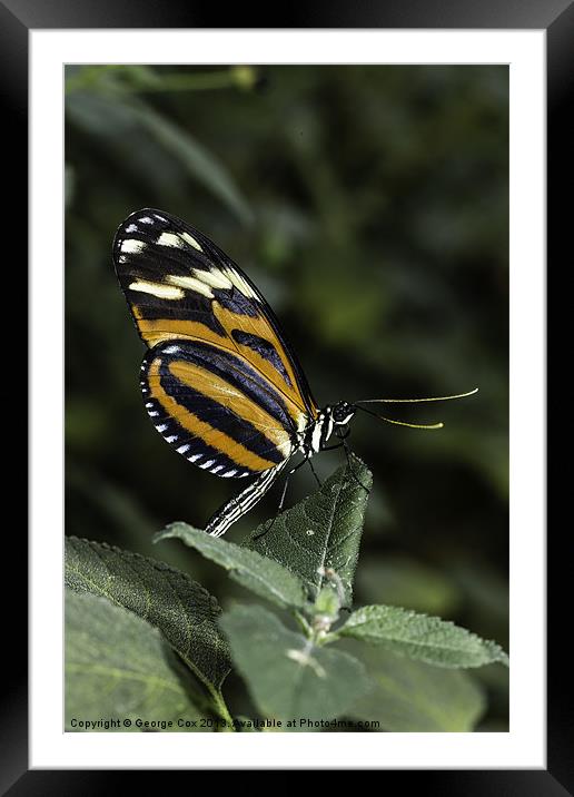 Tigerwing Butterfly Framed Mounted Print by George Cox