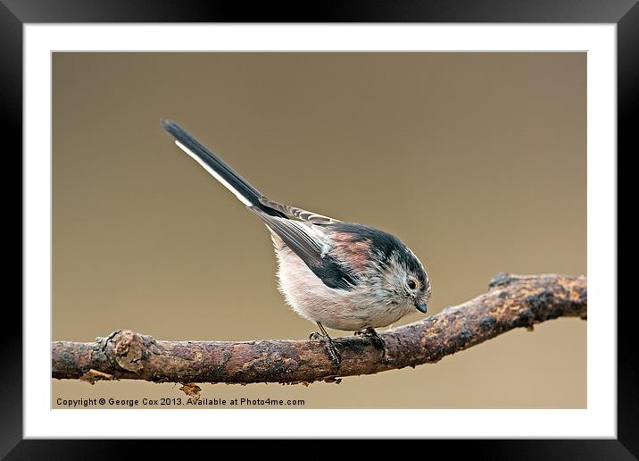 Long Tailed Tit Framed Mounted Print by George Cox