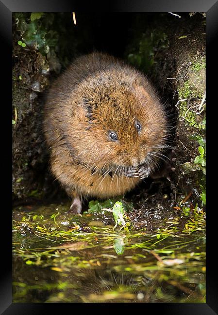  Water Vole Framed Print by George Cox