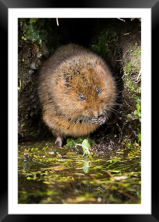  Water Vole Framed Mounted Print by George Cox