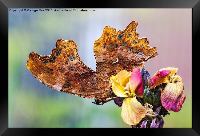  Comma Butterfly Framed Print by George Cox