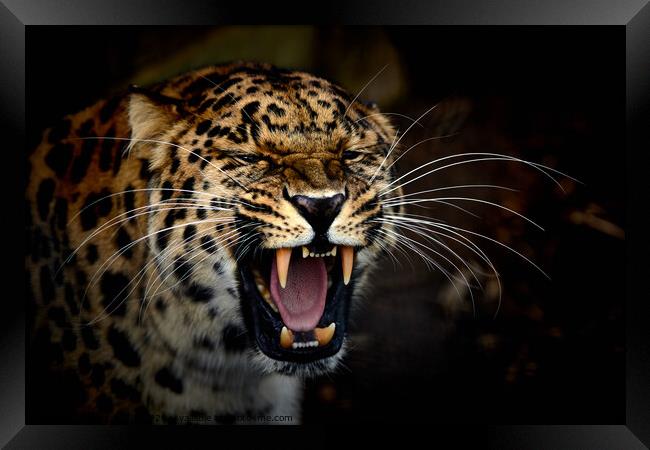 A jaguar with its mouth open Framed Print by George Cox
