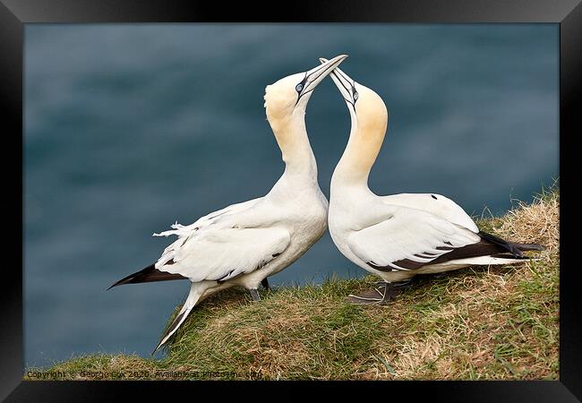 Courting Gannets Framed Print by George Cox
