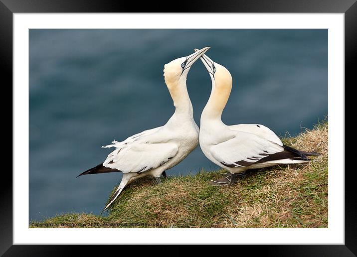 Courting Gannets Framed Mounted Print by George Cox
