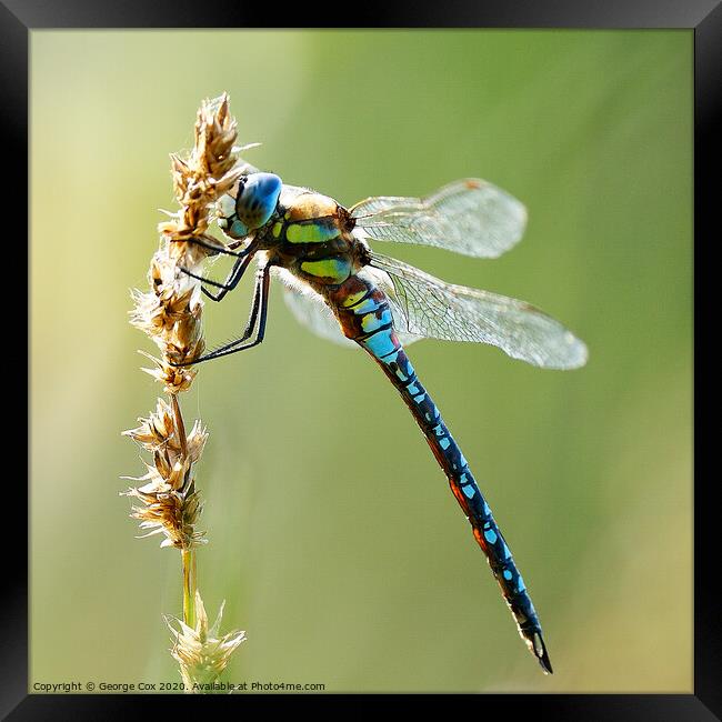 Migrant Hawker on a grass Framed Print by George Cox