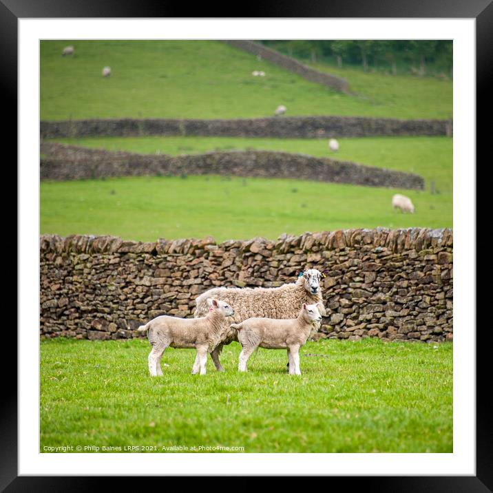 Sheep at Edale Framed Mounted Print by Philip Baines