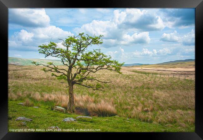 Moorland Tree on the path to Skeggles Water Framed Print by Philip Baines