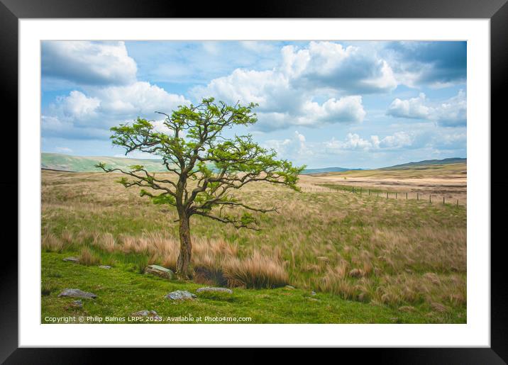 Moorland Tree on the path to Skeggles Water Framed Mounted Print by Philip Baines