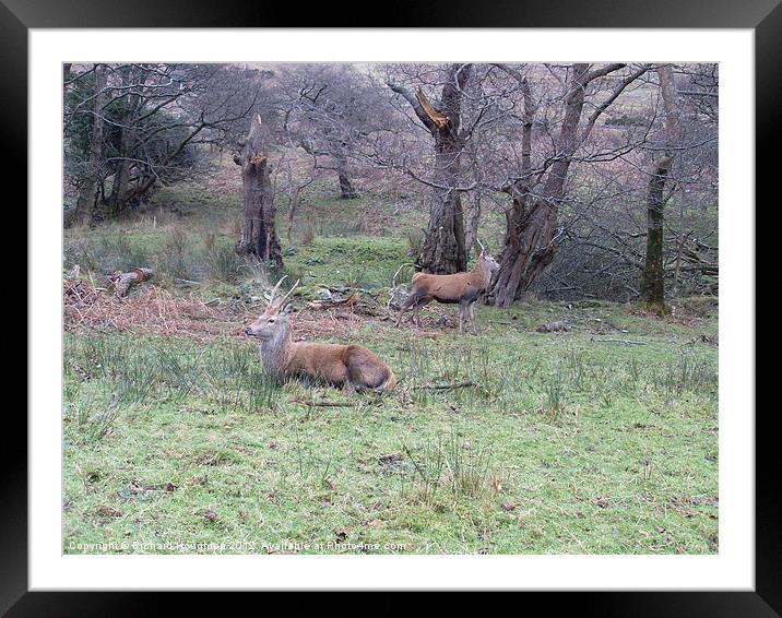 Young Stags Arran Framed Mounted Print by Richard Houghton
