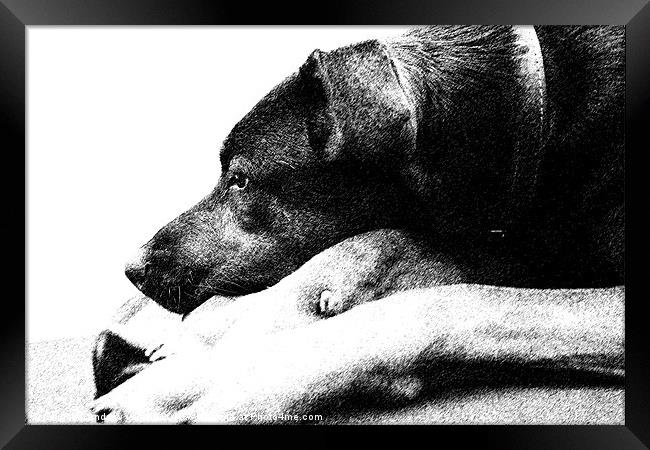 Resting Dog Framed Print by Andrew Vernon