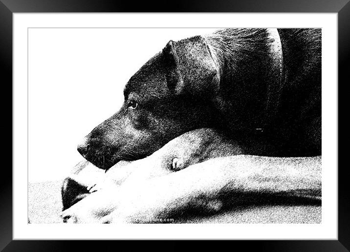 Resting Dog Framed Mounted Print by Andrew Vernon