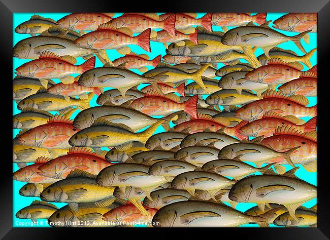 Shoal of Tin Fish Framed Print by Timothy Hirst