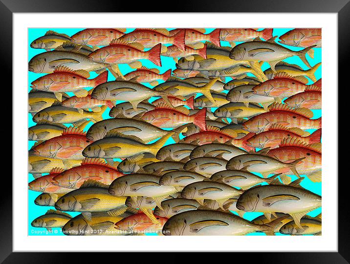 Shoal of Tin Fish Framed Mounted Print by Timothy Hirst