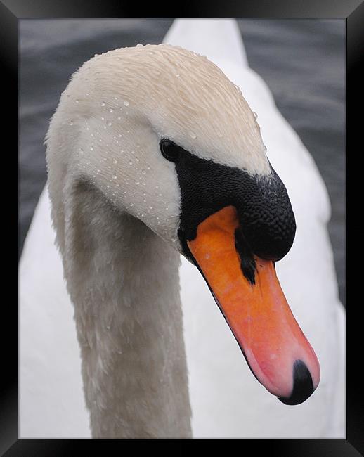 Swan Close up Framed Print by Paul Holman Photography