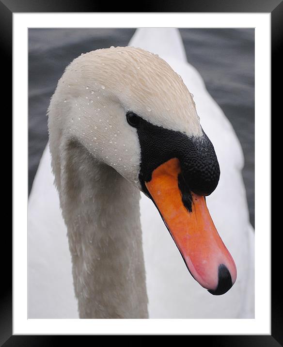 Swan Close up Framed Mounted Print by Paul Holman Photography