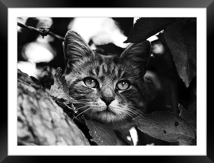 Finding the Shade 2 Framed Mounted Print by Paul Holman Photography