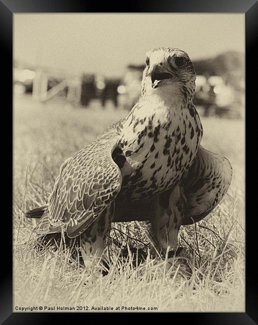 Saker Falcon Framed Print by Paul Holman Photography