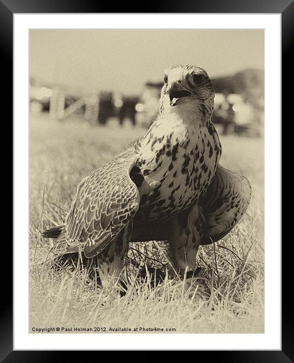 Saker Falcon Framed Mounted Print by Paul Holman Photography