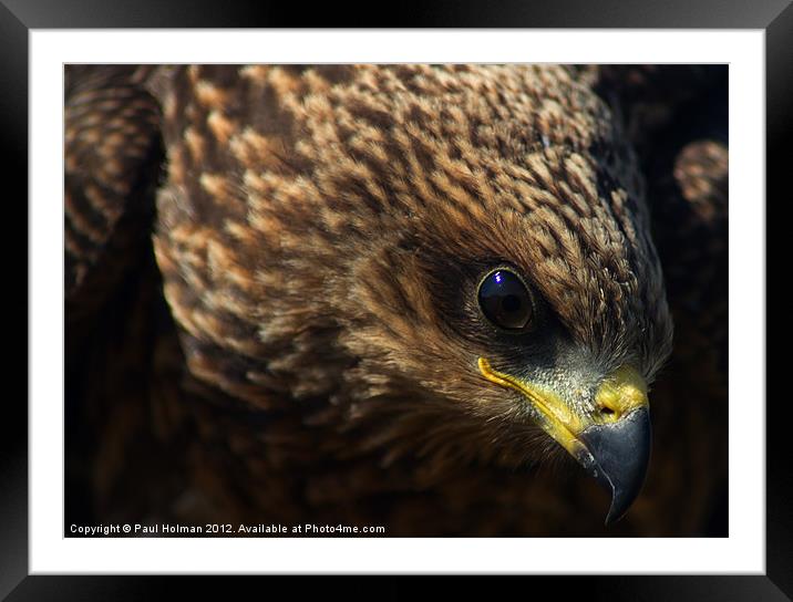 Kite Framed Mounted Print by Paul Holman Photography
