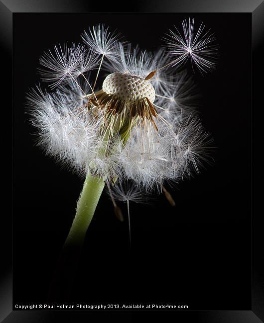 Dandelion seeds Framed Print by Paul Holman Photography