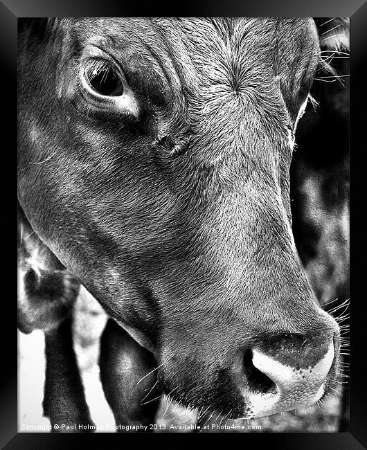 100% Beef Framed Print by Paul Holman Photography
