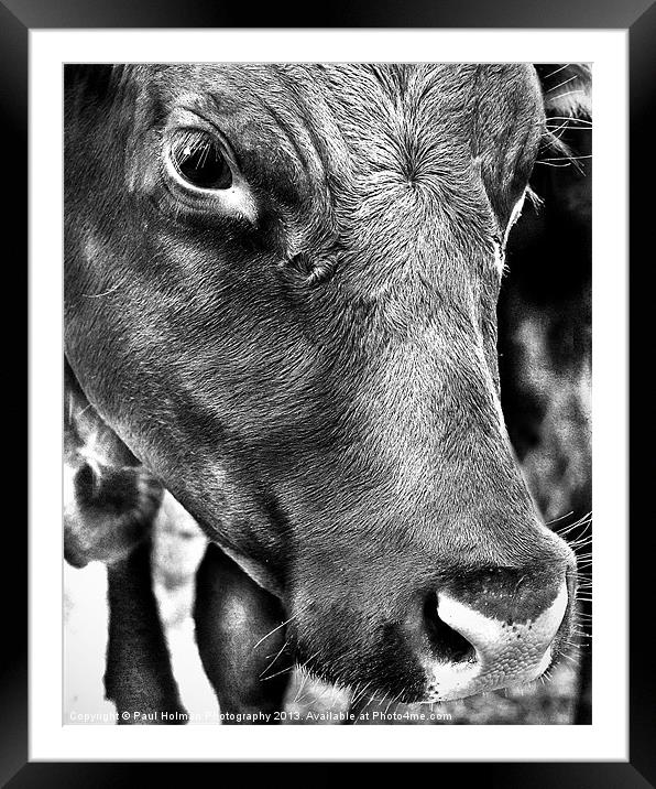 100% Beef Framed Mounted Print by Paul Holman Photography