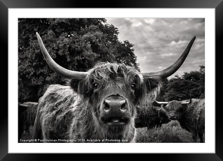 Highland Hairy Beastie Framed Mounted Print by Paul Holman Photography