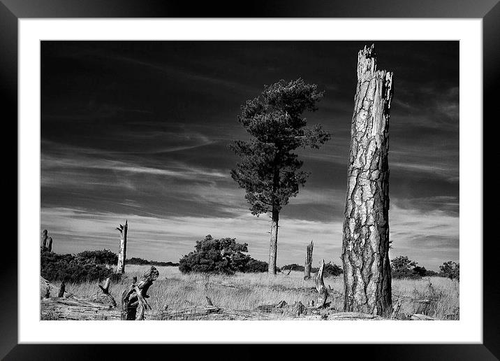 Breckland landscape Framed Mounted Print by Paul Holman Photography